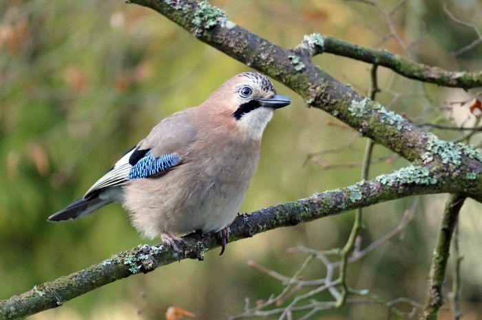 Eichelhäher NABU - Vögel zählen