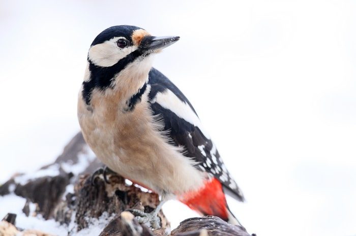 Stunde der Wintervögel