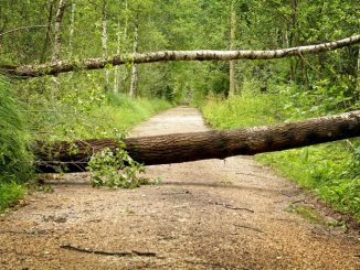 Größere Sturmschäden in den städtischen Grünflächen