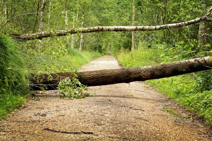 Größere Sturmschäden in den städtischen Grünflächen