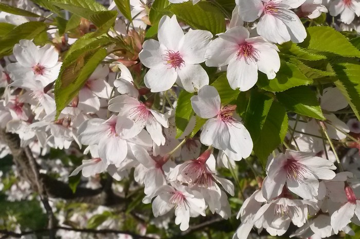 Kirschblüte Zierkirschen