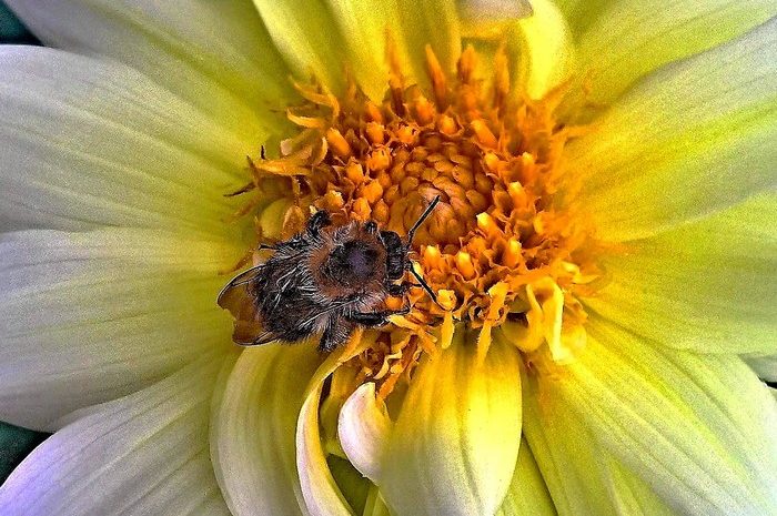 Rettet die Wildbienen