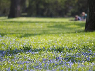 Bunte Wiesenparadiese für Insekten