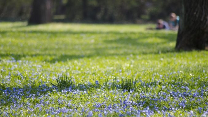 Blumenwiese Bunte Wiesenparadiese für Insekten