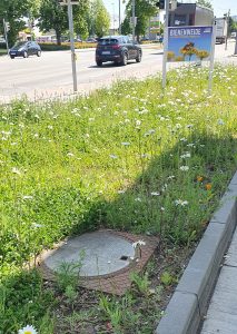 Blühstreifen an der Straße 2