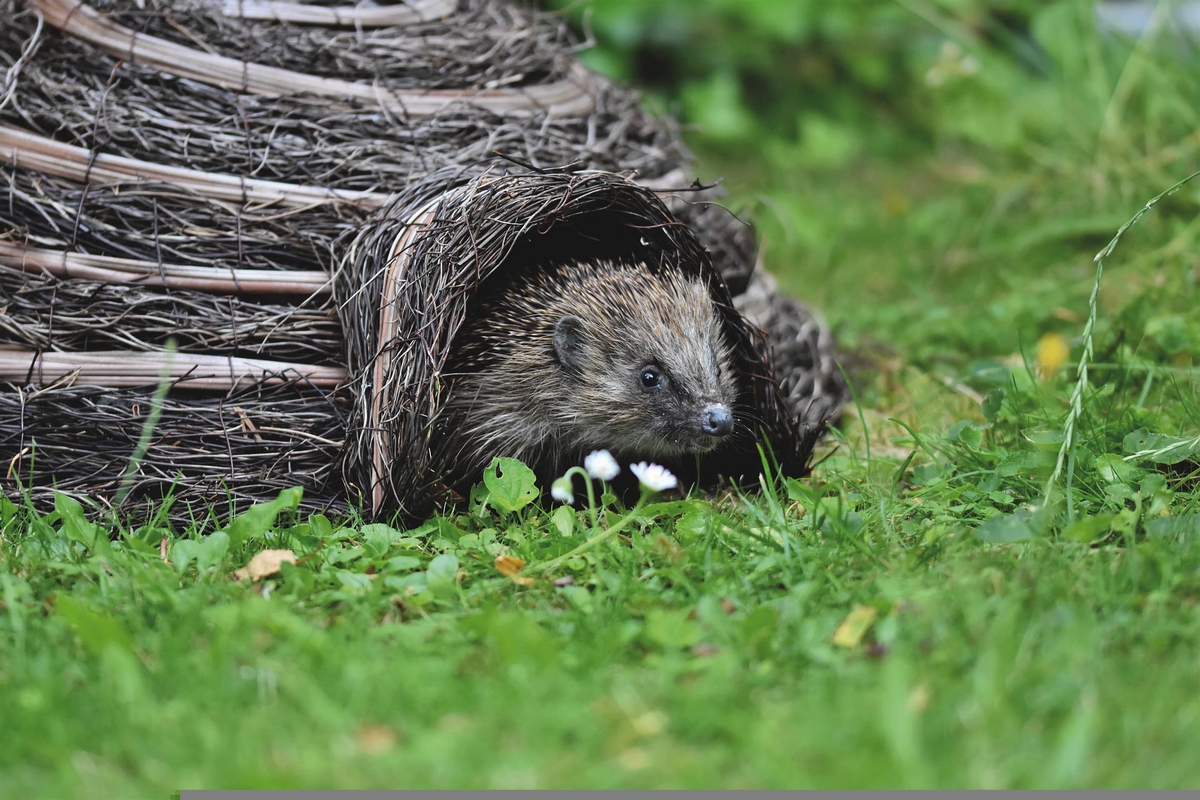 Igel Unterschlupf