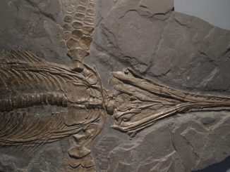 Fossil