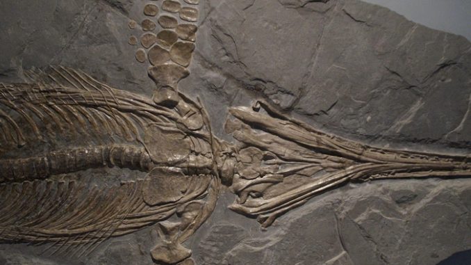 Fossil Fossil