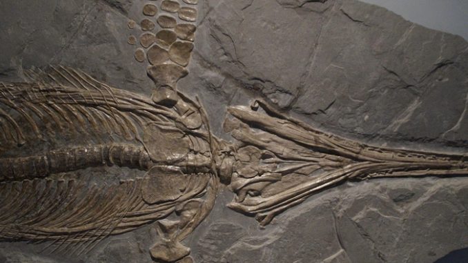 Fossil