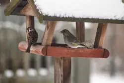 Wintervögel machen sich rar