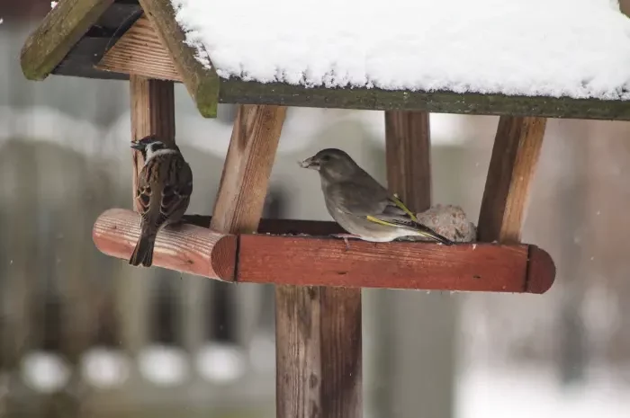 Wintervögel machen sich rar