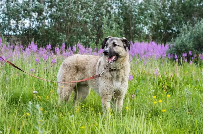 Hunde Anleinpflicht