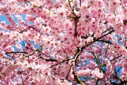 Das Kirschblütenfest am 23. April läutet ganzjähriges Jubiläumsprogramm ein