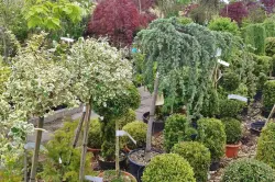23. Pflanzentage im Stadtpark Hannover