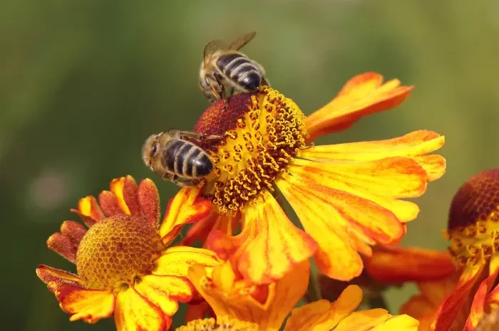 Garten Artenvielfalt Insekten