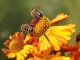 Garten Artenvielfalt Insekten