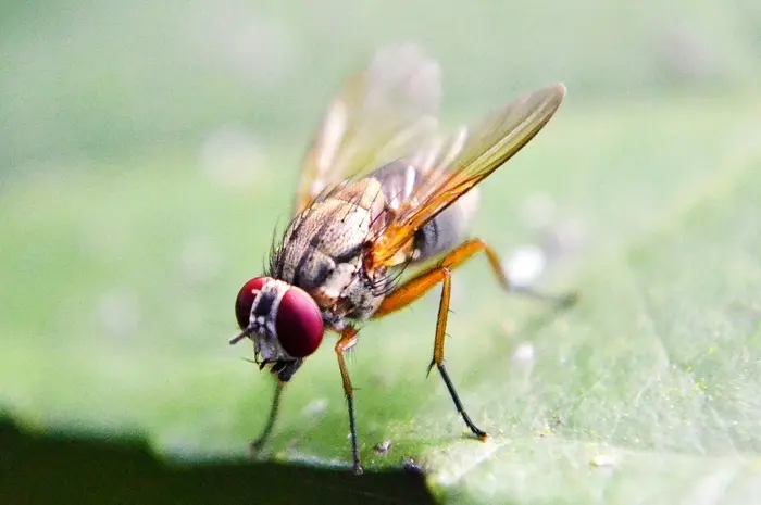 Fruchtfliege Fruchtfliege