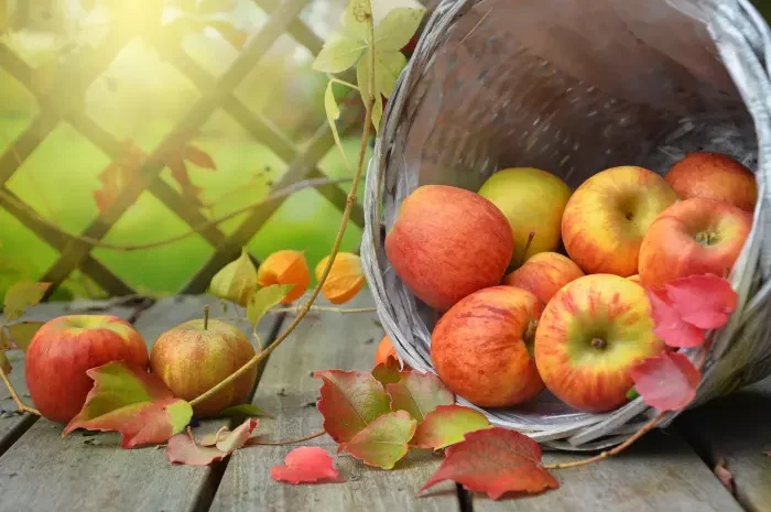 Äpfel Ernte Obst Äpfel Ernte