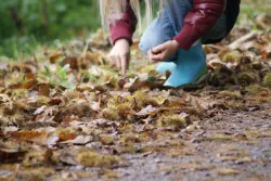 Kastanien und Eicheln sammeln für die Tierfütterung und als Eintritt für das Tiergartenfest