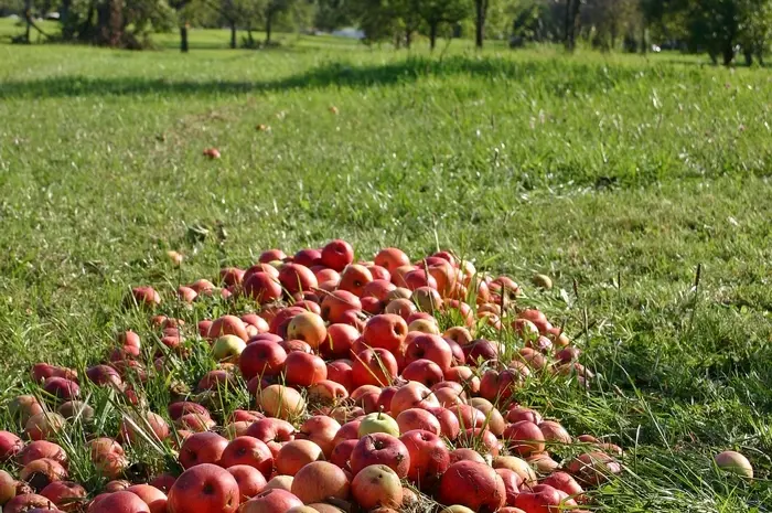 Apfel Streuobstwiese