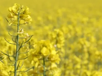 Gentechnik EU-Agrarrat Huculvi Nachrichten