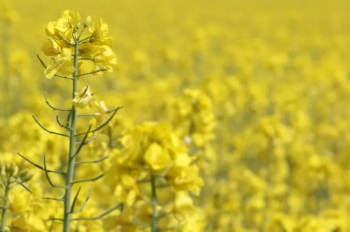 Gentechnik EU-Agrarrat Huculvi Nachrichten