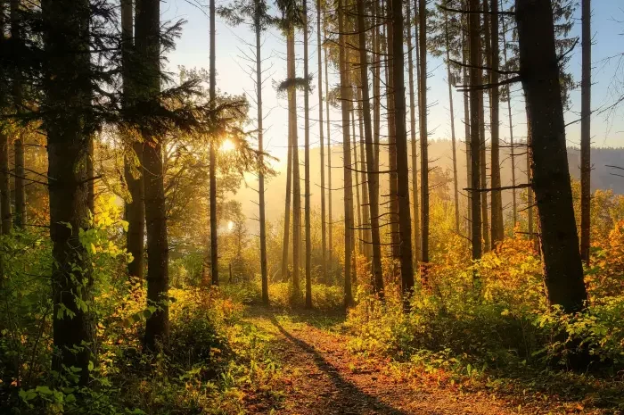 Wald Bäume