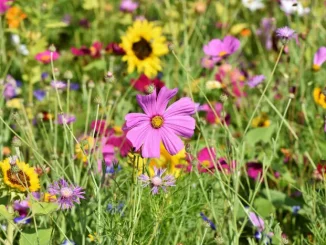 Blumenwiese