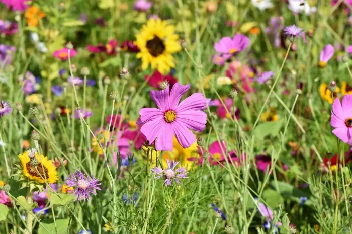 Blumenwiese