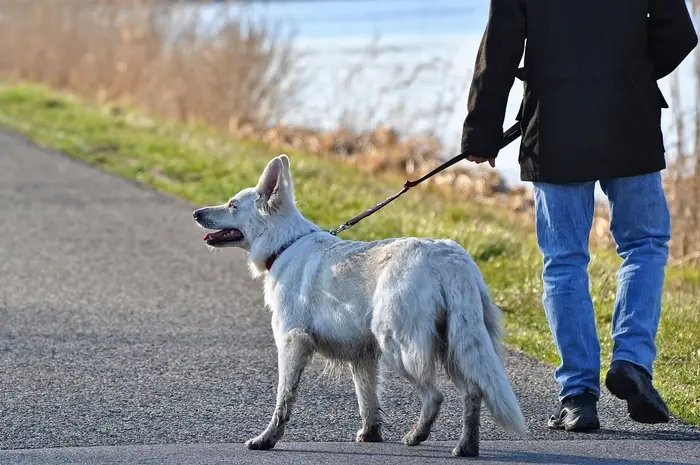 Anleinpflicht Hunde