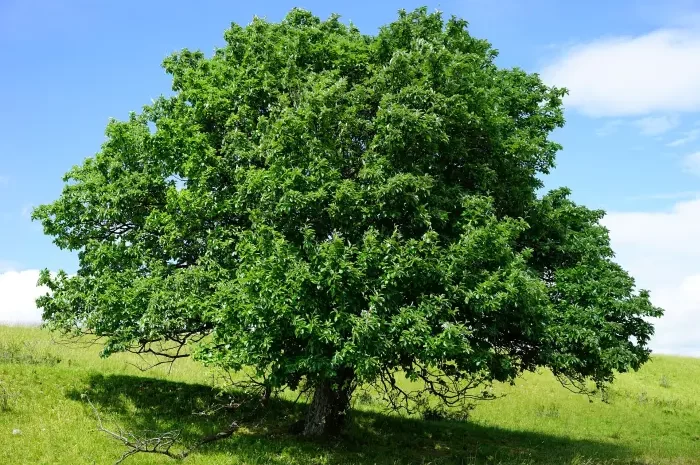 Baum freistehend Alle Bäume des Jahres an der Alten Bult