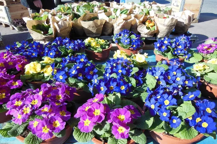 Pflanzen Markt Hannoversche Pflanzentage